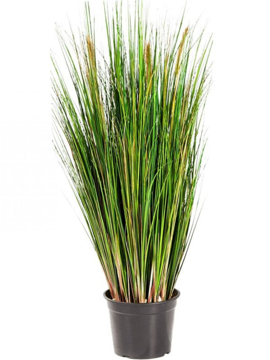 Канареечник Беатрис