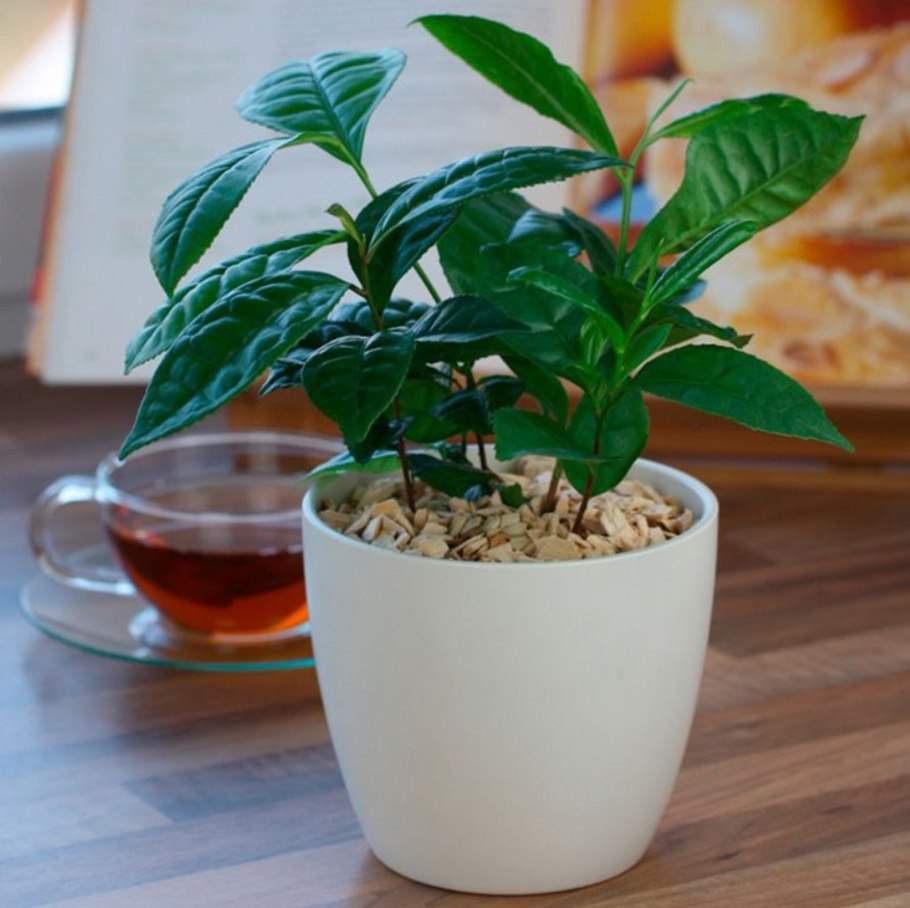 Камелия китайская комнатная