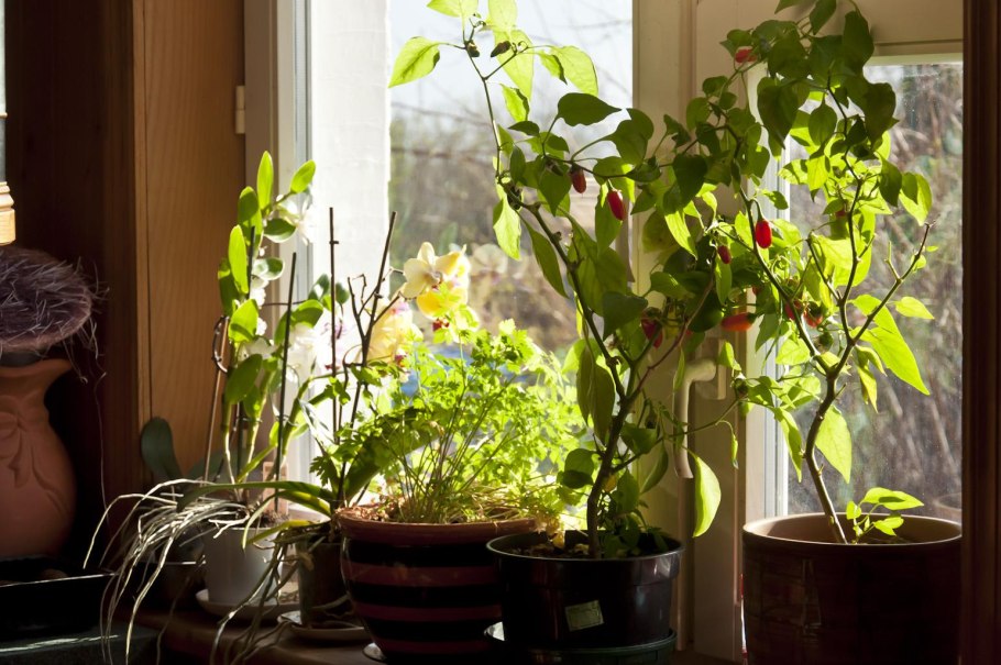 Дачный подоконник