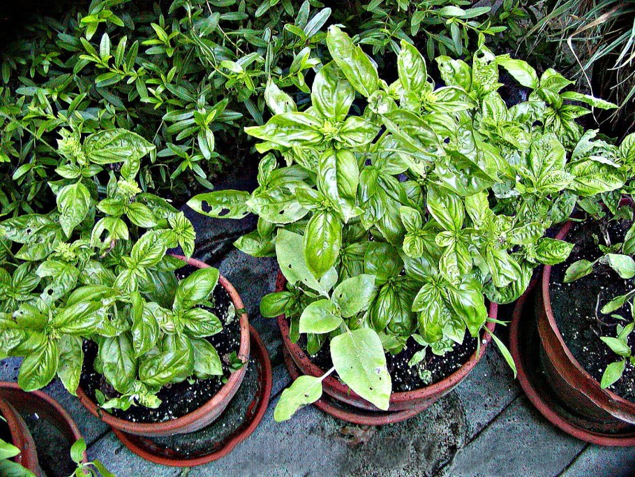 Чай в горшке