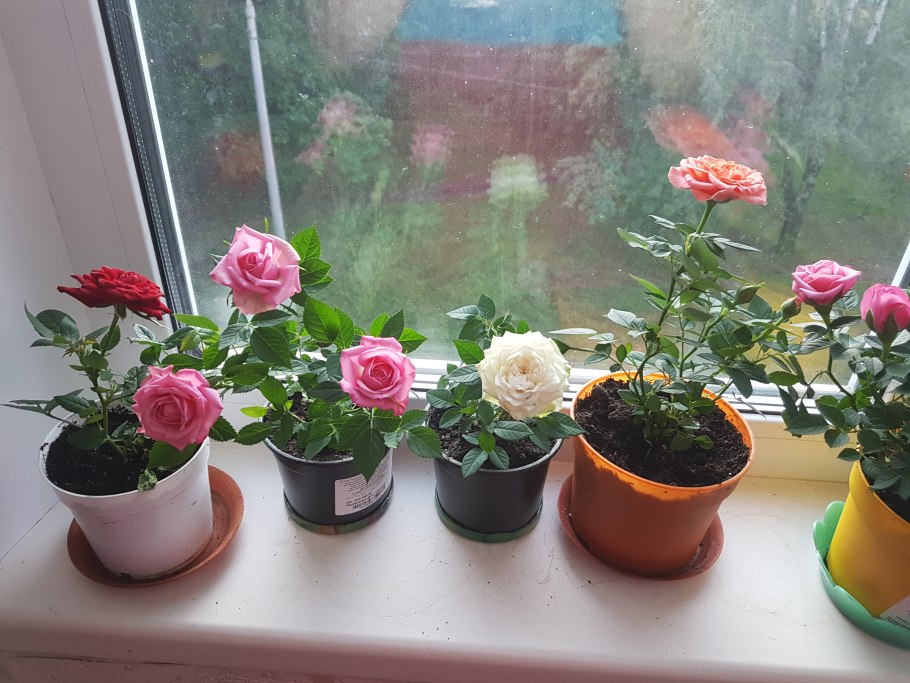 Розы в горшке на подоконнике