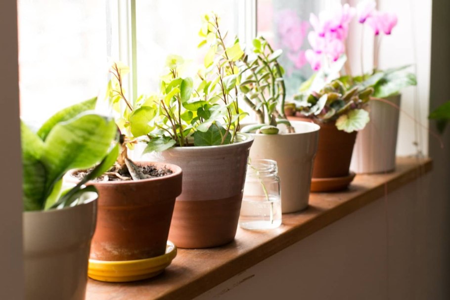 Сергей Алексеев цветы Фотонатюрморты