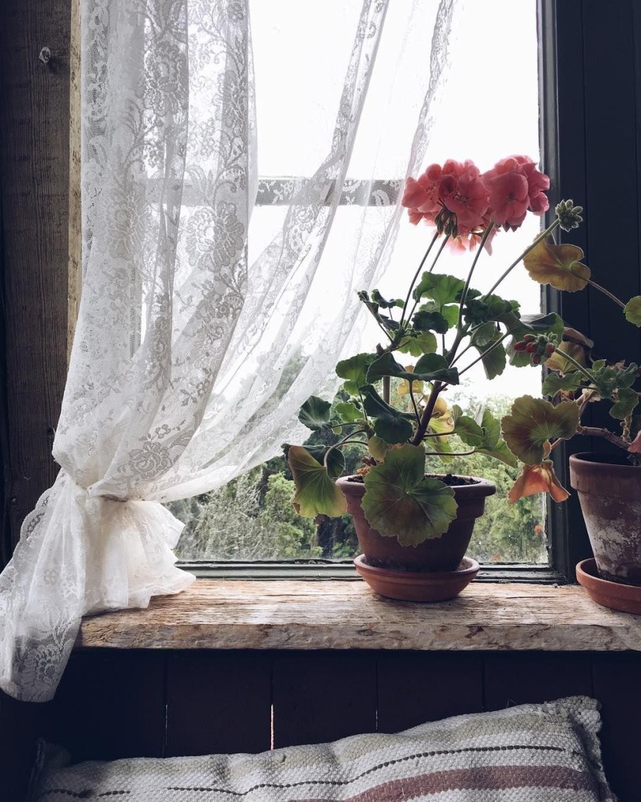 Plants on the windowsill