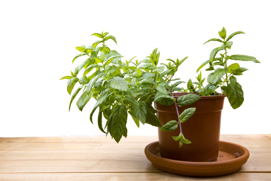 Горшок с мятой