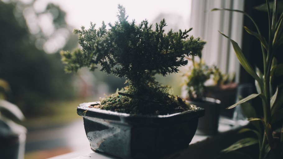 Спатифиллум бонсай