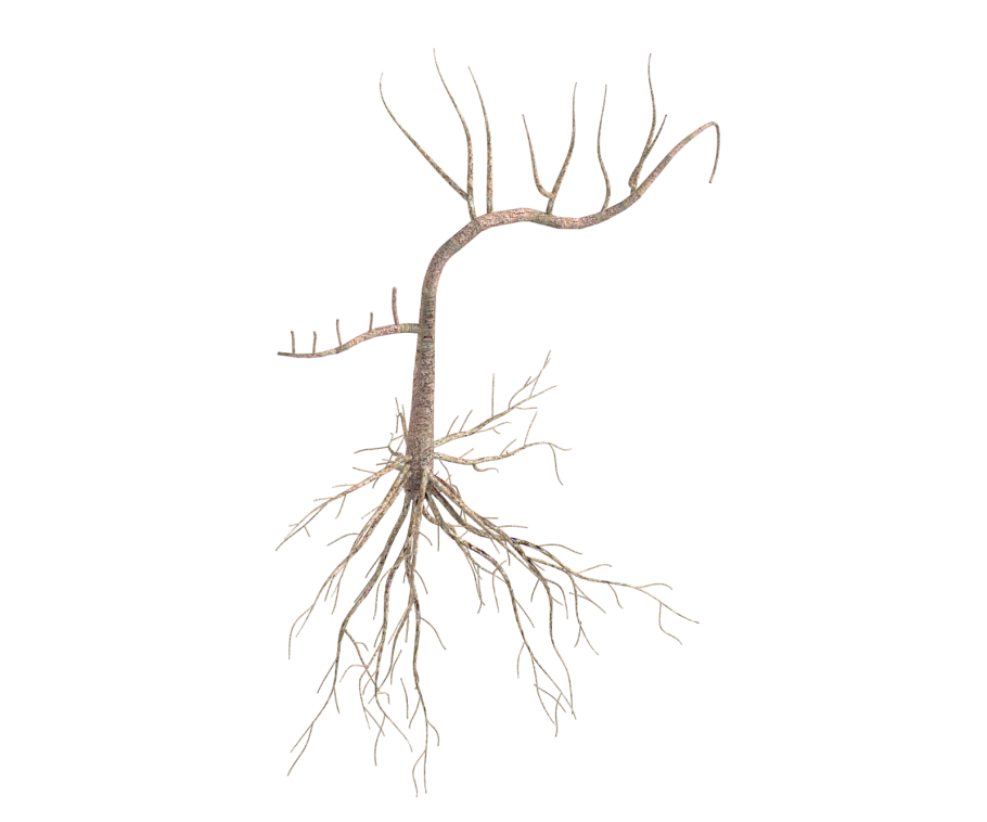 Корн растение