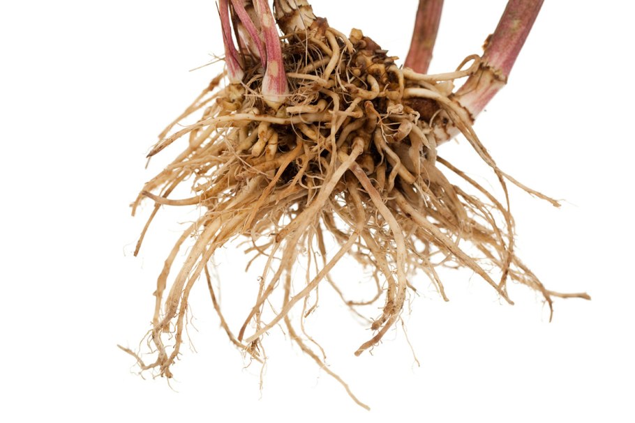 Корни растений