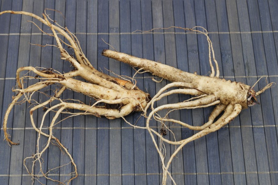 Корни растений для детей