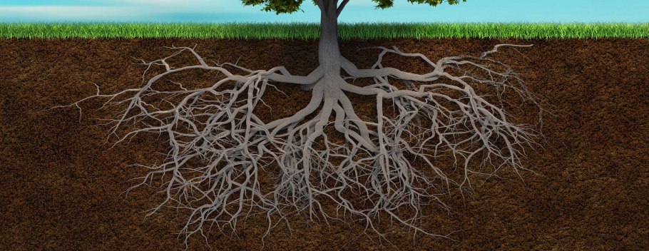 Корень валерианы