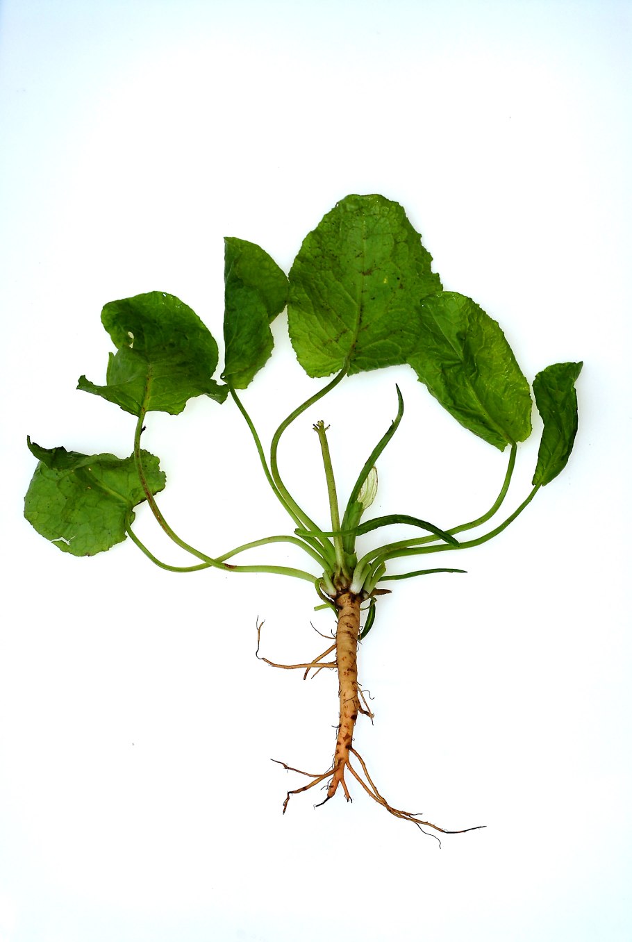 Пиктограмма корня растения