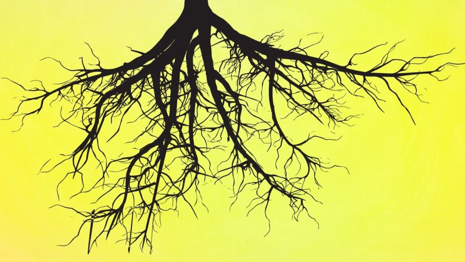 Корень на белом фоне