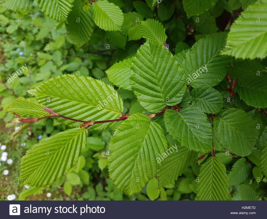 Carpinus Аmericana Michx
