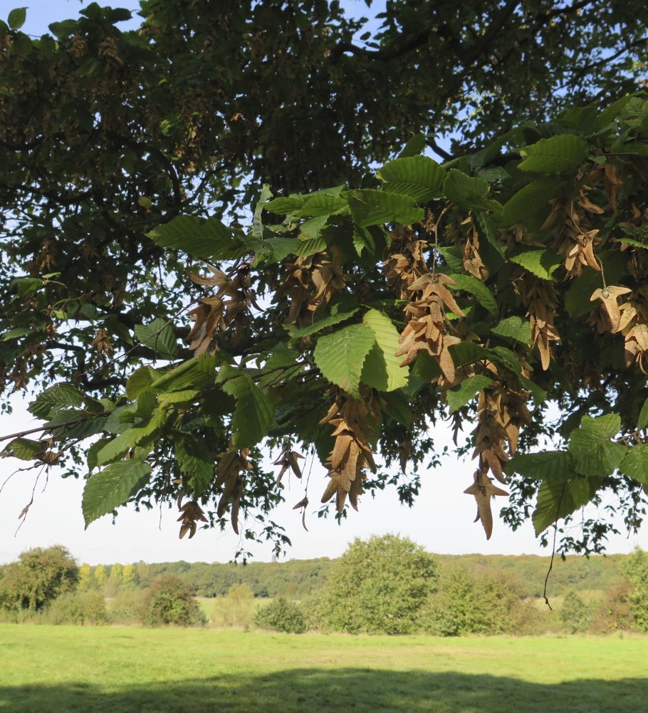 Граб кавказский листья