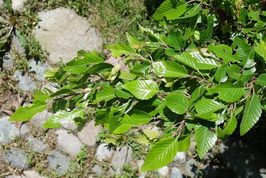 Граб обыкновенный Carpinus betulus