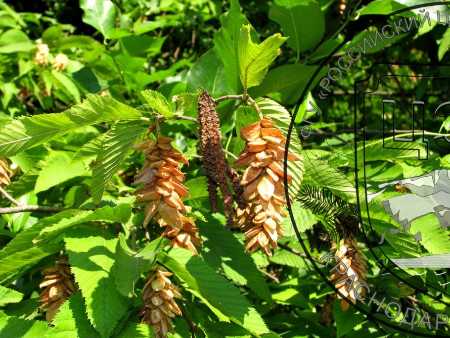 Хмелеграб виргинский