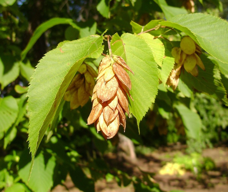Carpinus betulus