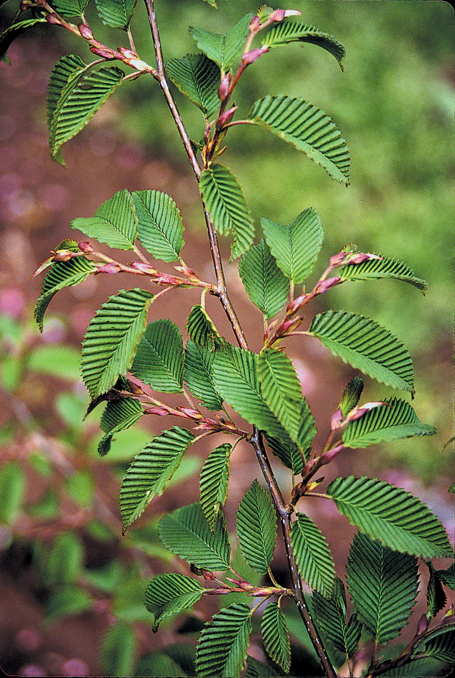 Carpinus orientalis плод