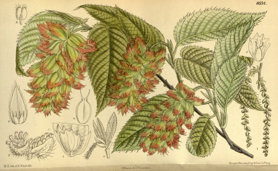 Граба восточного (Carpinus orientalis