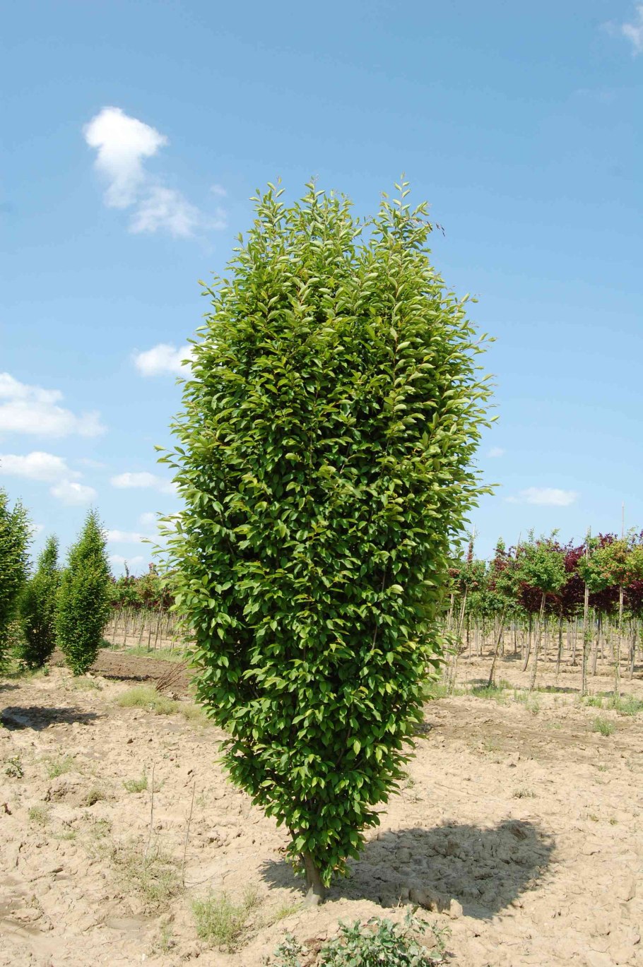 Граба восточного (Carpinus orientalis