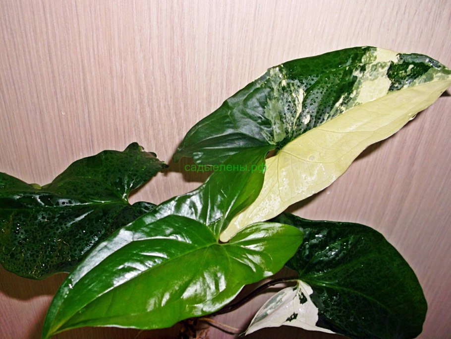 Сингониум Империал Еллоу