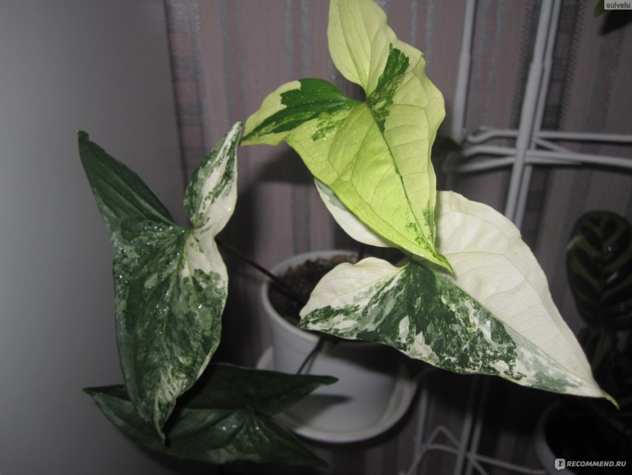 Сингониум albo