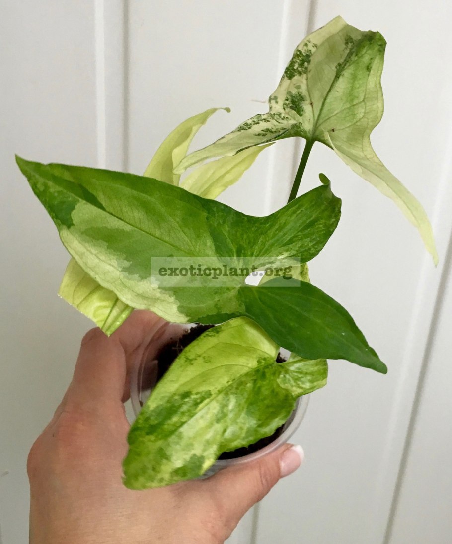 Сингониум Триколор взрослое растение