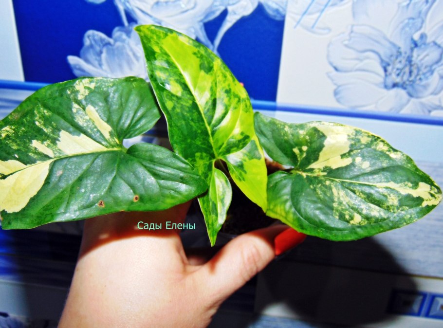 Сингониум вариегатный Imperial White