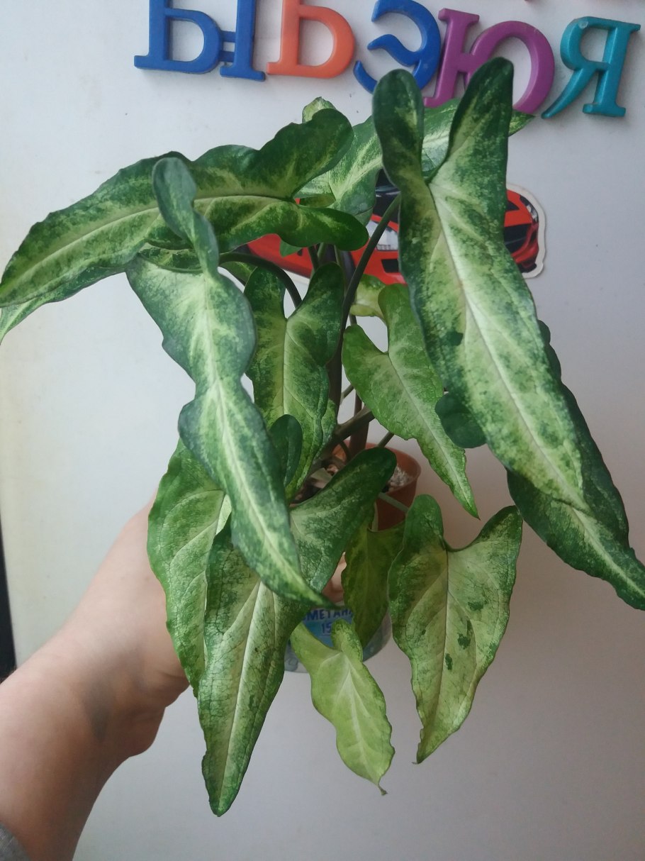 Сингониум Империал Уайт