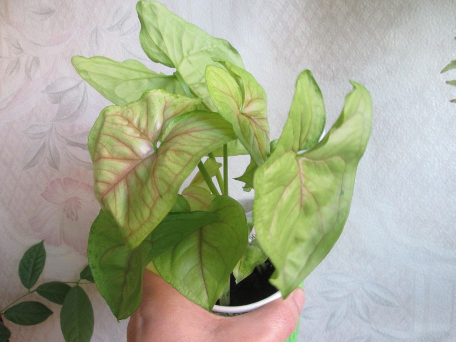 Сингониум цветок фото