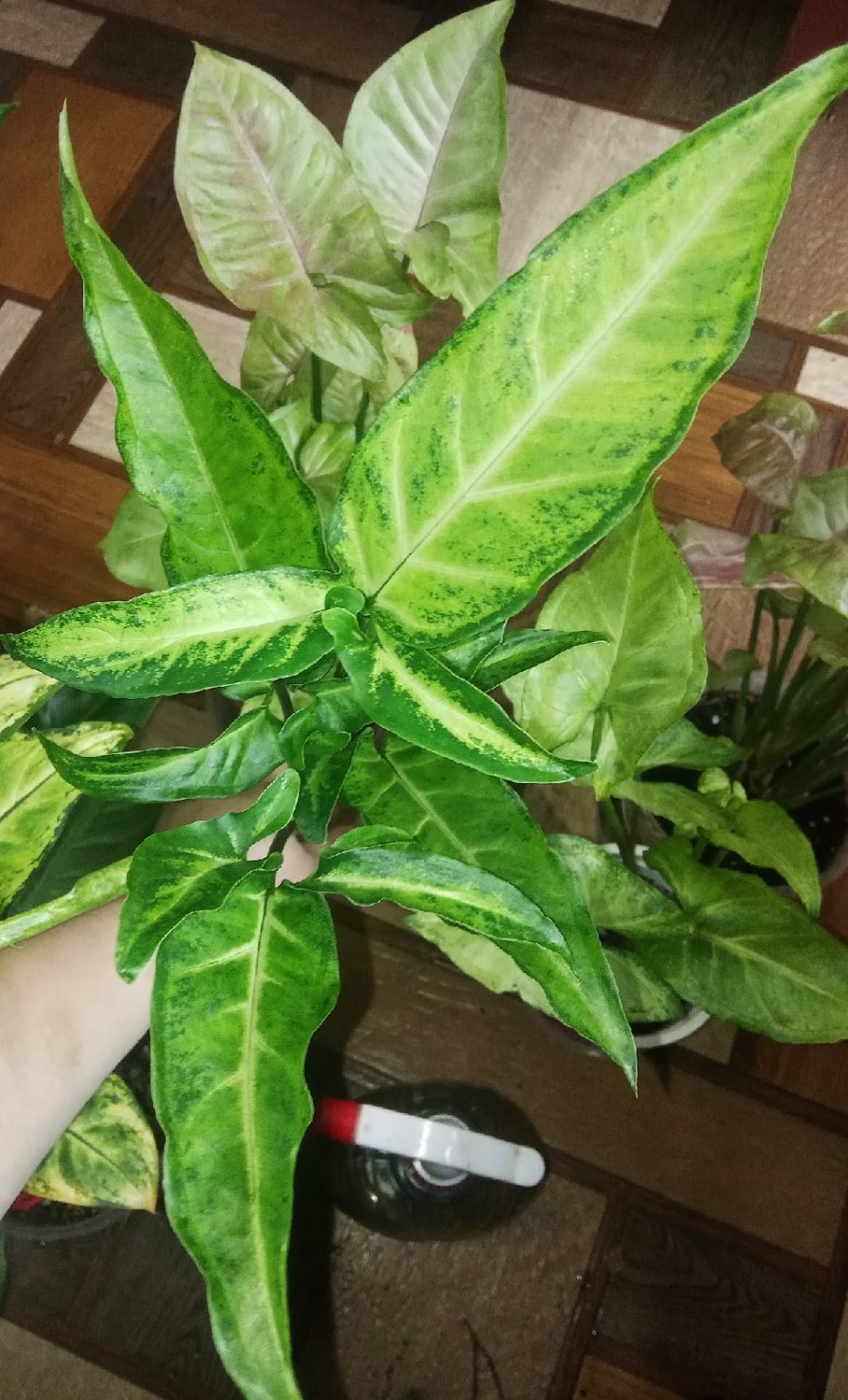 Мотолэнд сингониум