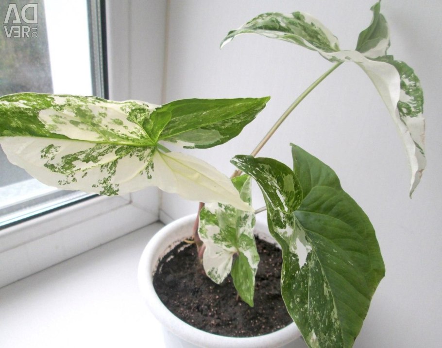 Сингониум imperial white