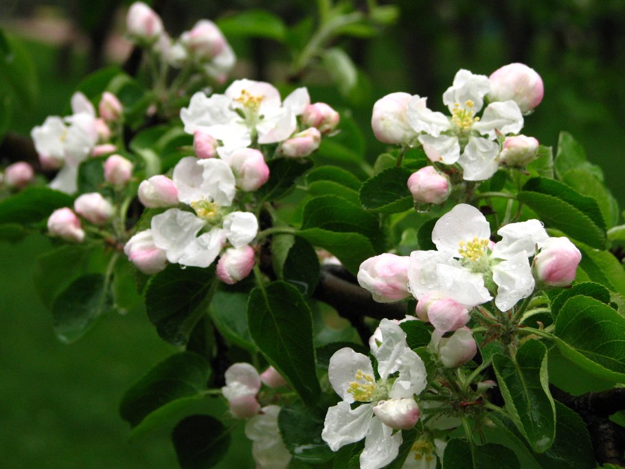 Яблоня Гала Шнига