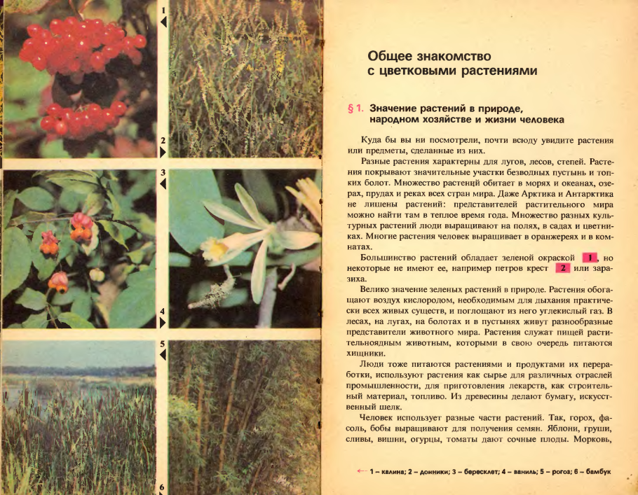 Яблоня Malus domestica