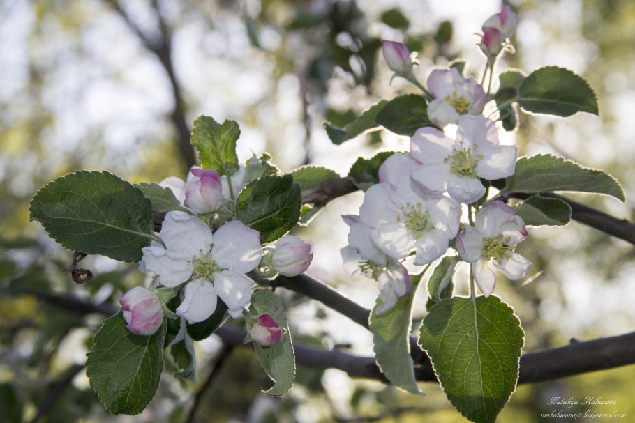 Fuji Apple Orchard
