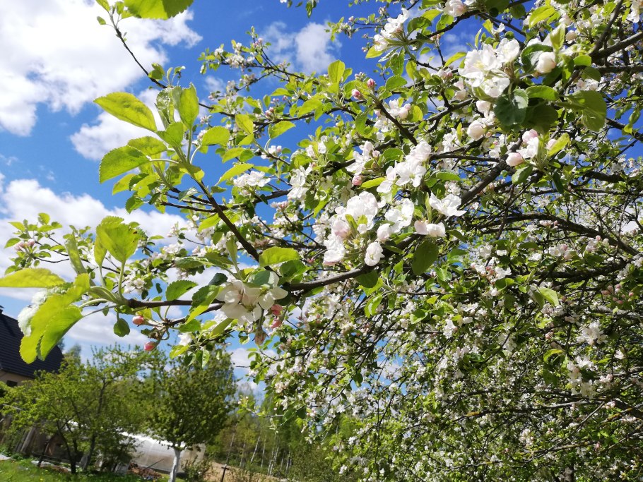 Яблоко сорт МС 38