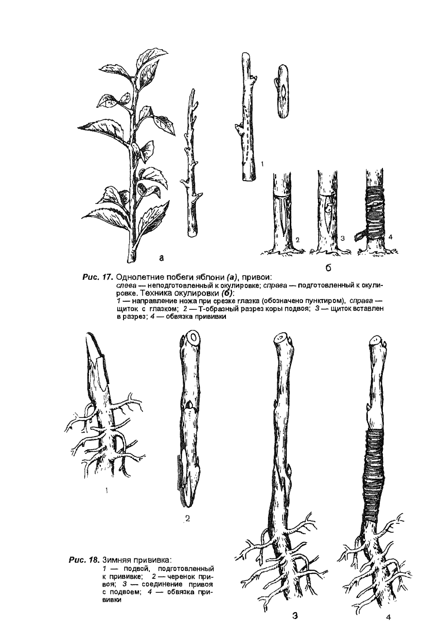 Система защиты яблони