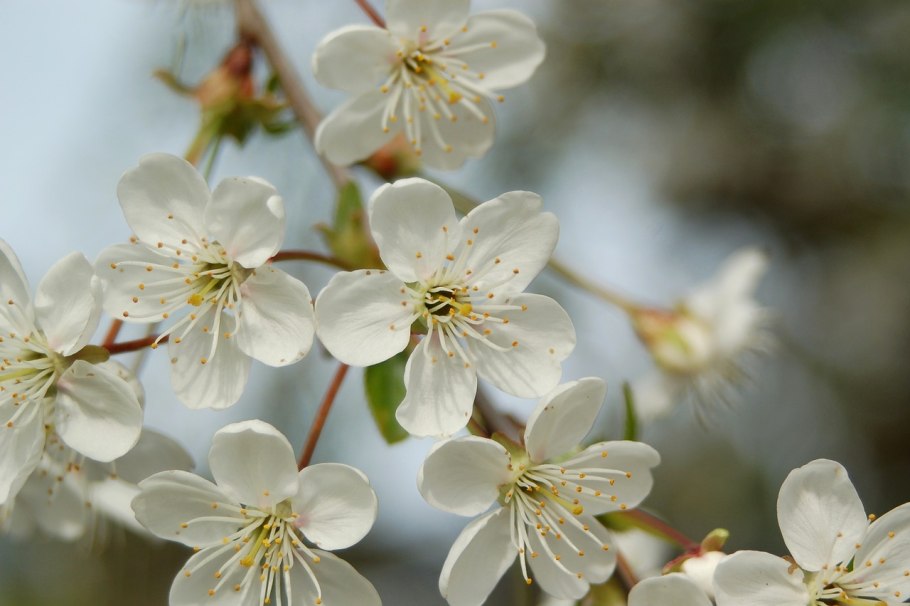 Яблоня Лесная цветение