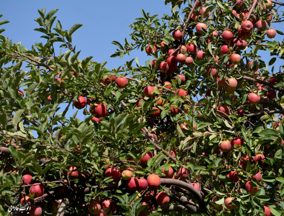 Яблоня Квинти