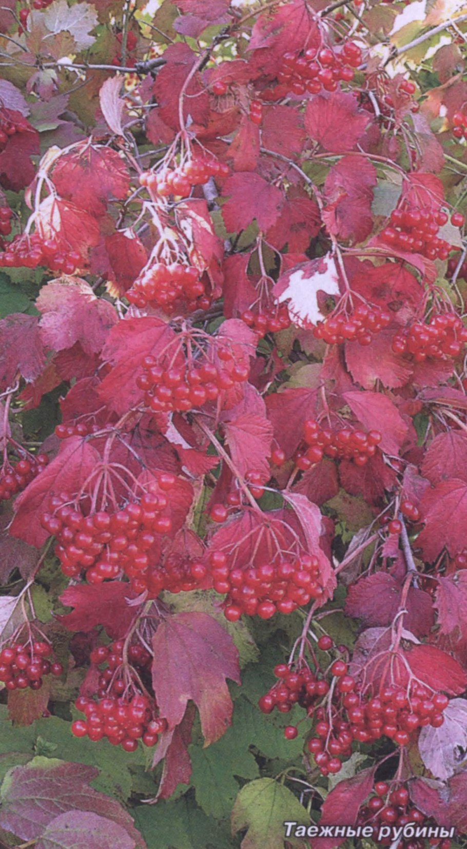 Калина обыкновенная Шукшинская