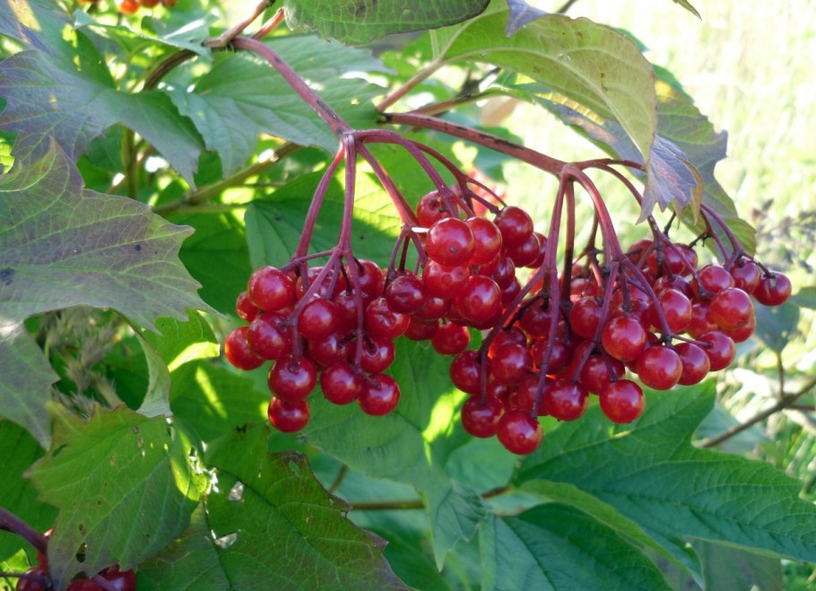 Калина обыкновенная Viburnum opulus