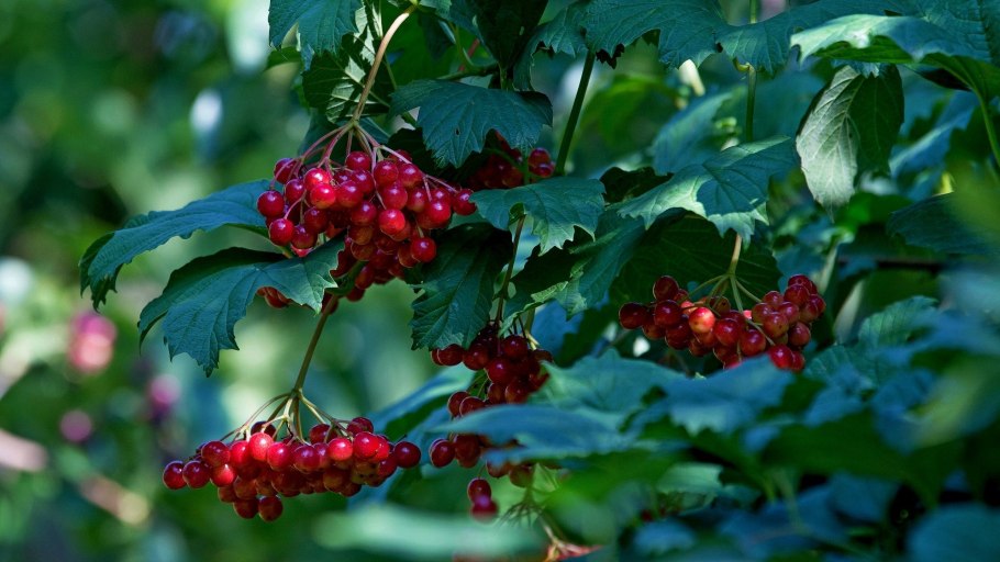 Калина обыкновенная Viburnum opulus
