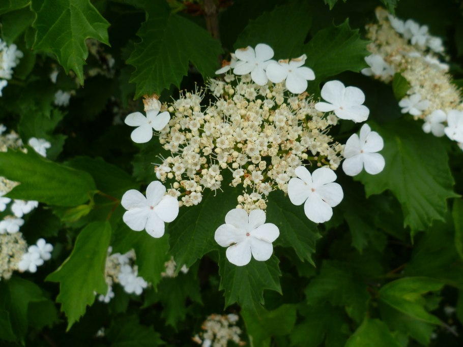 Калина обыкновенная Viburnum opulus