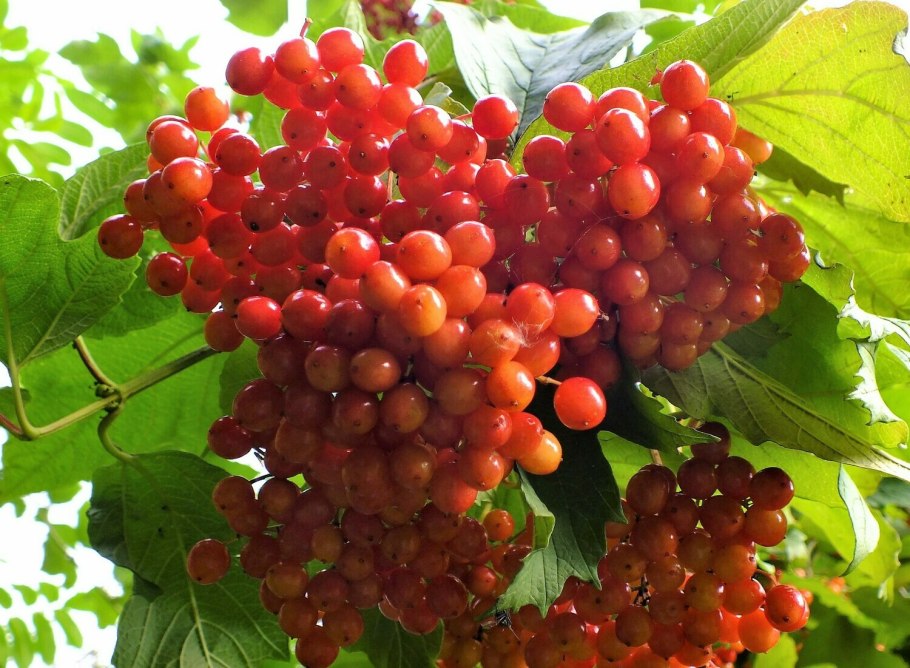 Калина куст