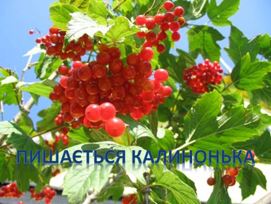 Калина обыкновенная Таежные рубины