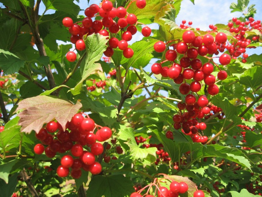 Калина обыкновенная плоды