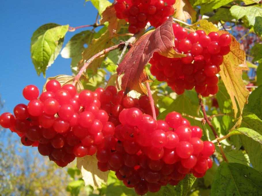 Калина обыкновенная Viburnum opulus с10