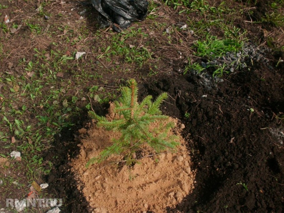 Посадка елей