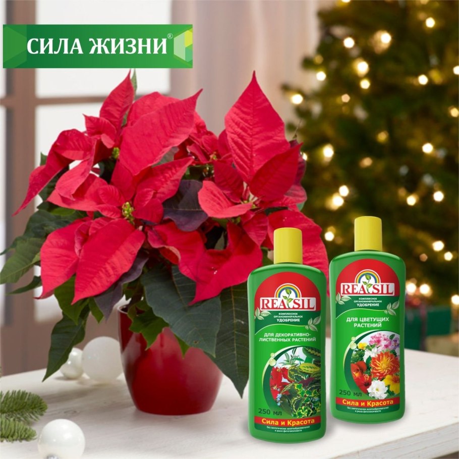 Обрезать хвойные