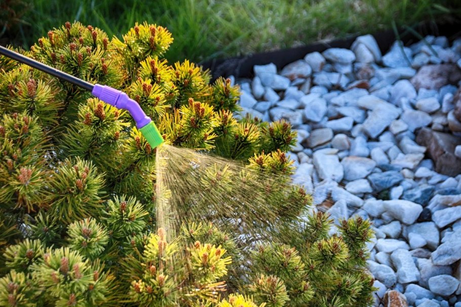 Посадка голубых елей