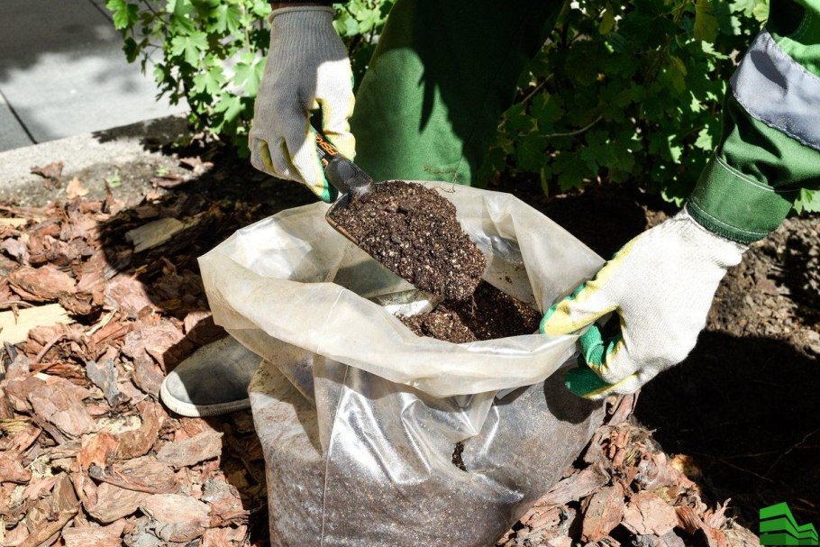 Посадка деревьев